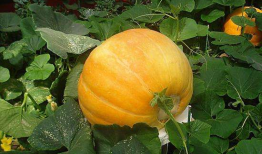 南瓜视频,探索奇妙世界，尽享视听盛宴